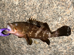 アコウの釣果