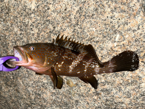 アコウの釣果