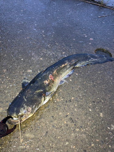 ナマズの釣果