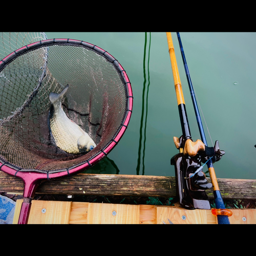 ヘラブナの釣果