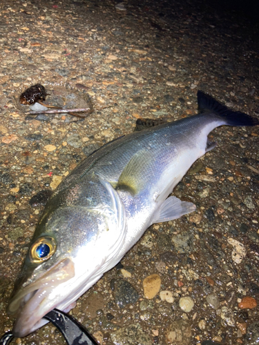 セイゴ（マルスズキ）の釣果