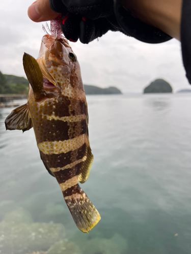 キジハタの釣果