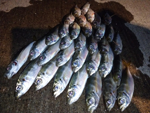 アジの釣果