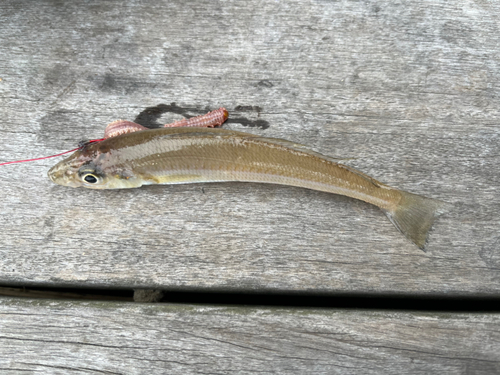 キスの釣果