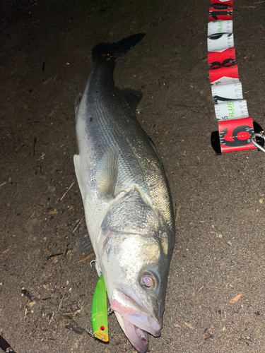 シーバスの釣果