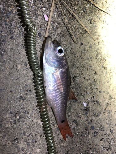 ネンブツダイの釣果