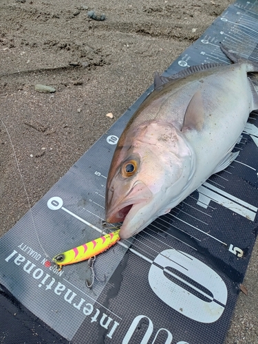 シオの釣果