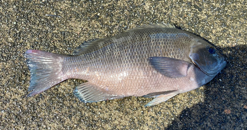 メジナの釣果