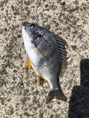 キビレの釣果