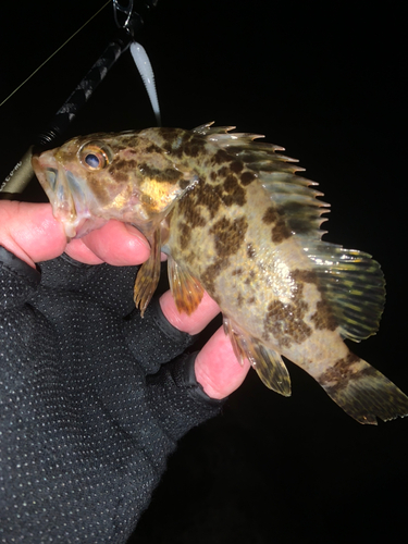 タケノコメバルの釣果