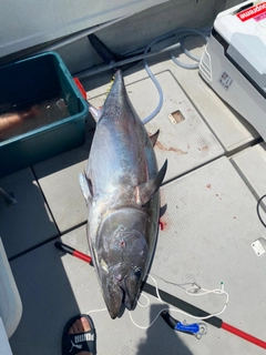 クロマグロの釣果