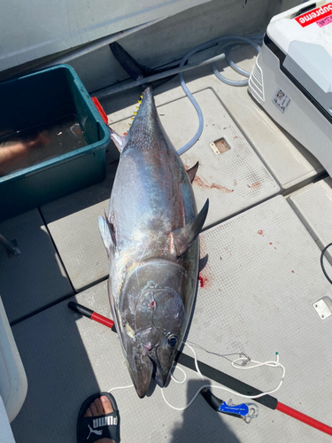 クロマグロの釣果