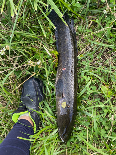 ライギョの釣果