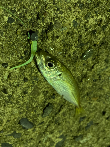 マアジの釣果