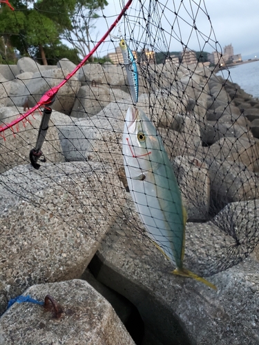 ハマチの釣果