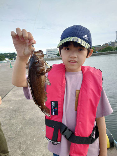 エゾメバルの釣果