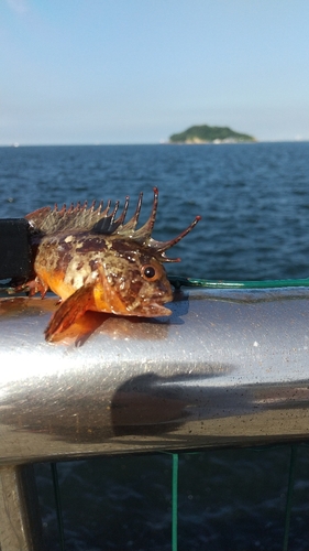 ハオコゼの釣果