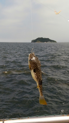 フグの釣果