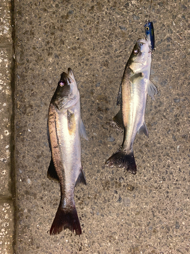 フッコ（マルスズキ）の釣果