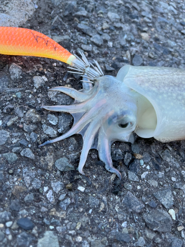 シリヤケイカの釣果