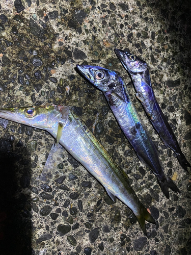 カマスの釣果