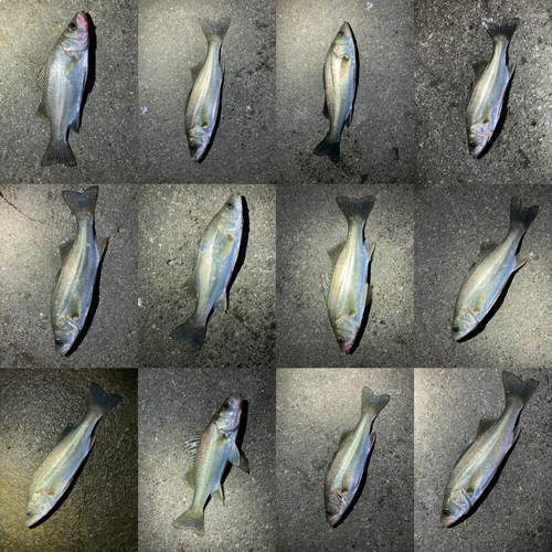 シーバスの釣果