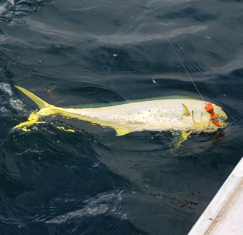 シイラの釣果