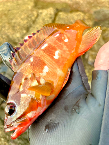 アカハタの釣果