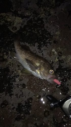 エゾメバルの釣果