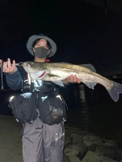 シーバスの釣果