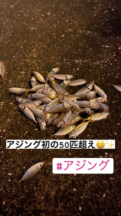 メバルの釣果