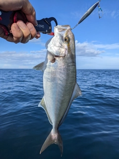 ショゴの釣果