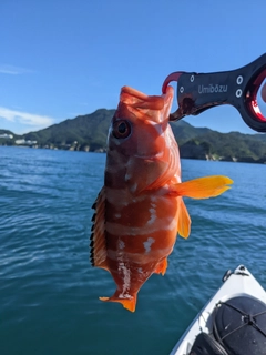 アカハタの釣果