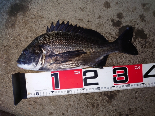 クロダイの釣果