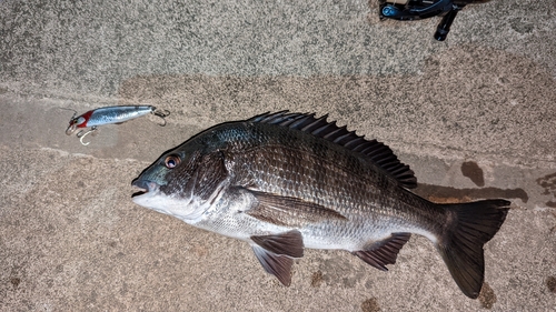 クロダイの釣果