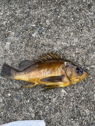 アカメバルの釣果