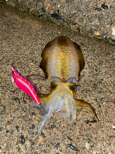 アオリイカの釣果