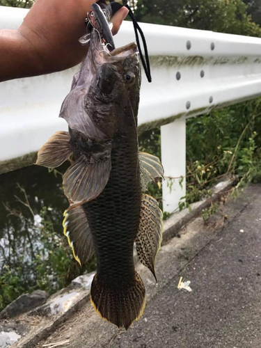 ホシマダラハゼの釣果