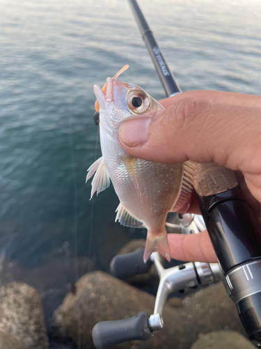 チャリコの釣果