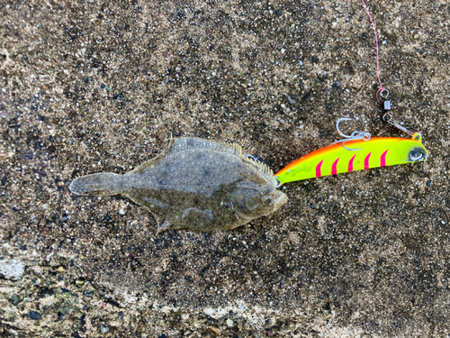 カレイの釣果