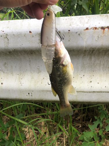 ラージマウスバスの釣果