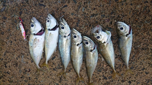 マアジの釣果