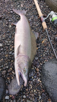 カラフトマスの釣果