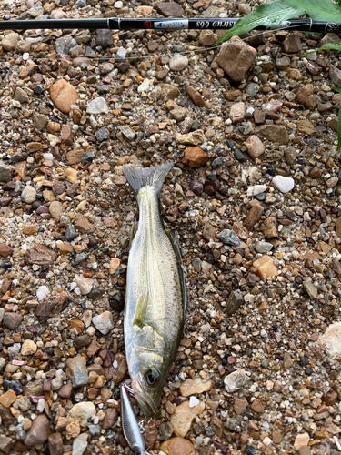 セイゴ（タイリクスズキ）の釣果