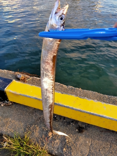 タチウオの釣果