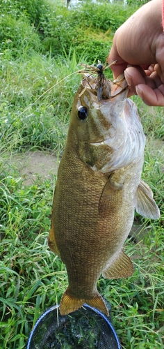 スモールマウスバスの釣果