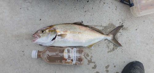 ショゴの釣果