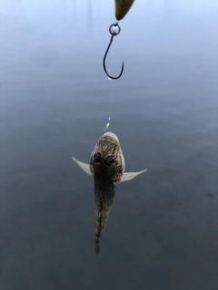 マハゼの釣果