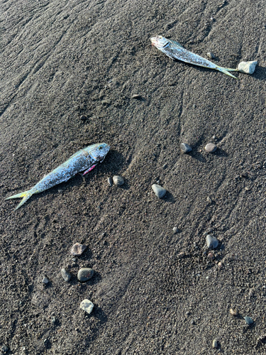 シイラの釣果