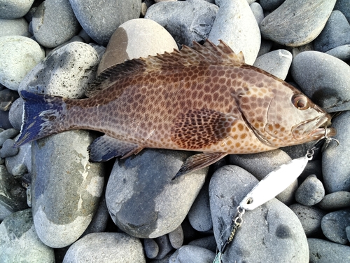 オオモンハタの釣果